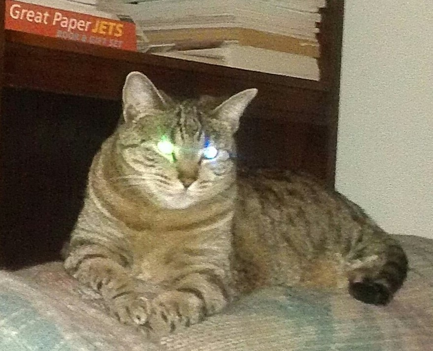 hope_manizzle_cat_2.jpg - 192.38 kB